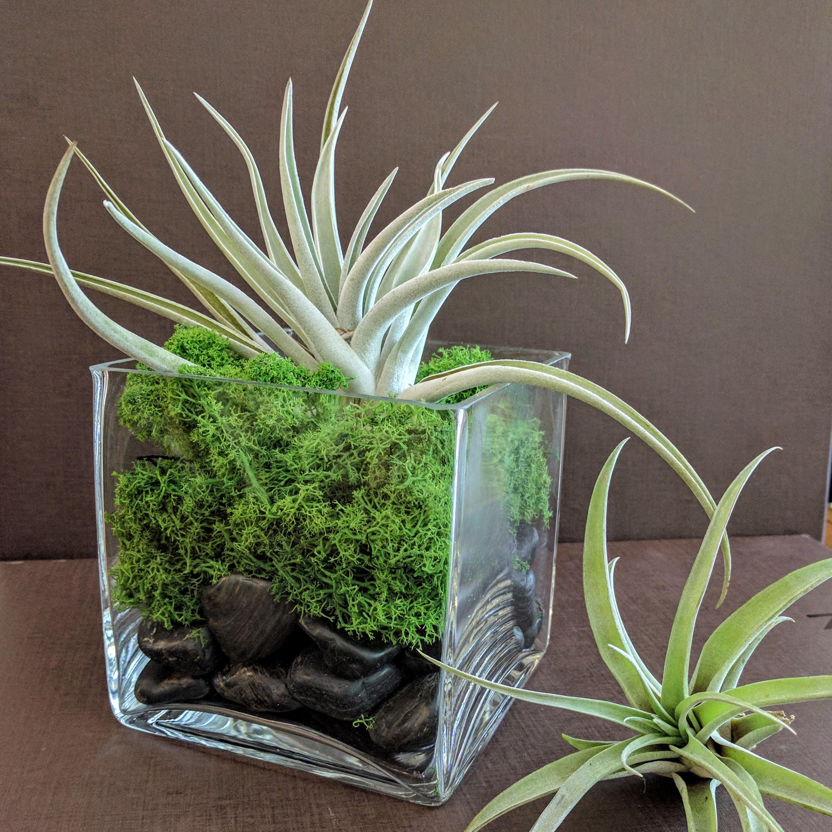 Terrarium en Vase verre Grand Air plante carré vert mousse Etsy
