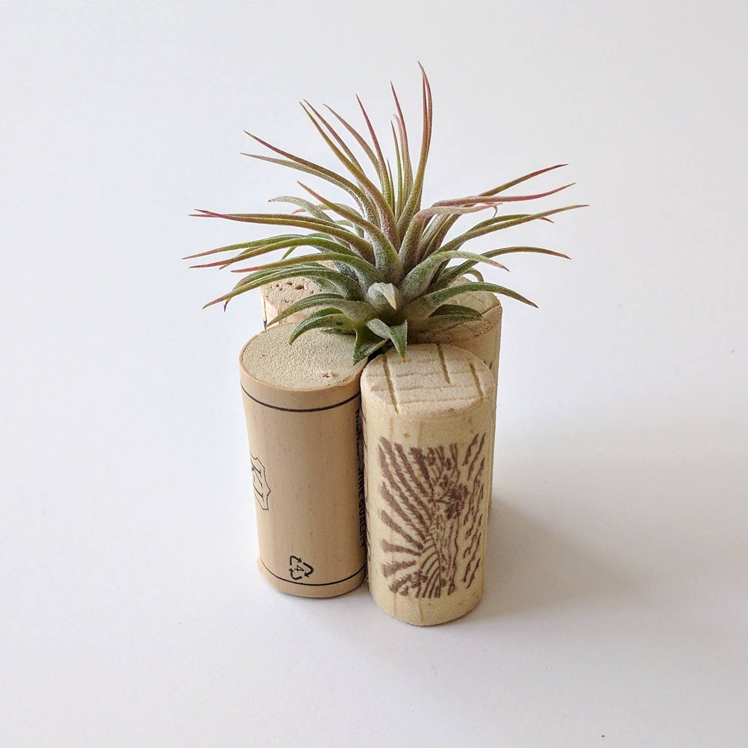 Cork Air Plant Holder for the Wine Lover Etsy