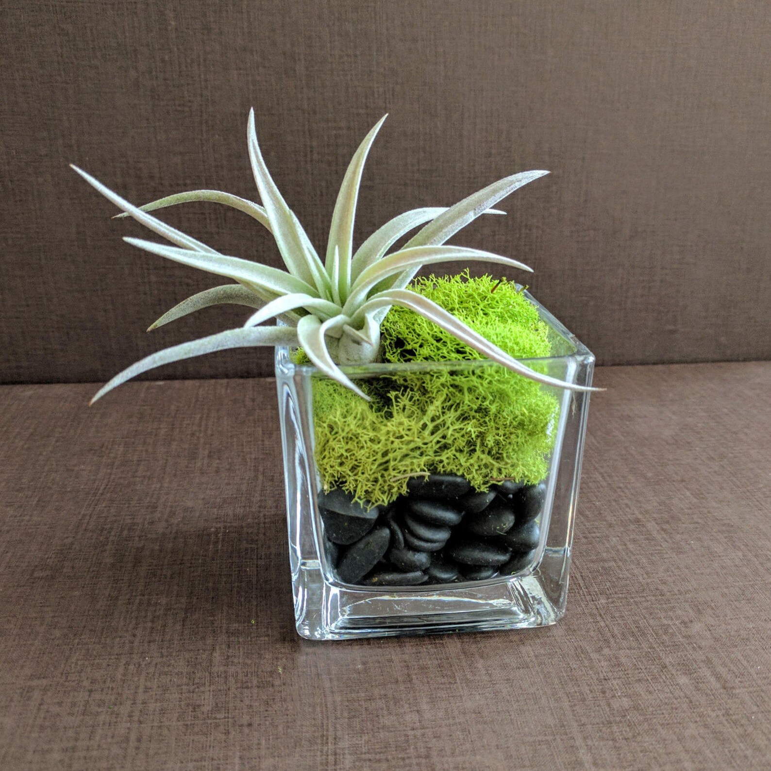 Air Plant Square Glass Vase Terrarium with Green Reindeer Moss | Etsy