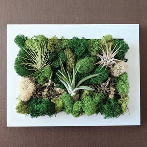 Air Plant Frame with Three Air Plants Moss and Lichen image 5