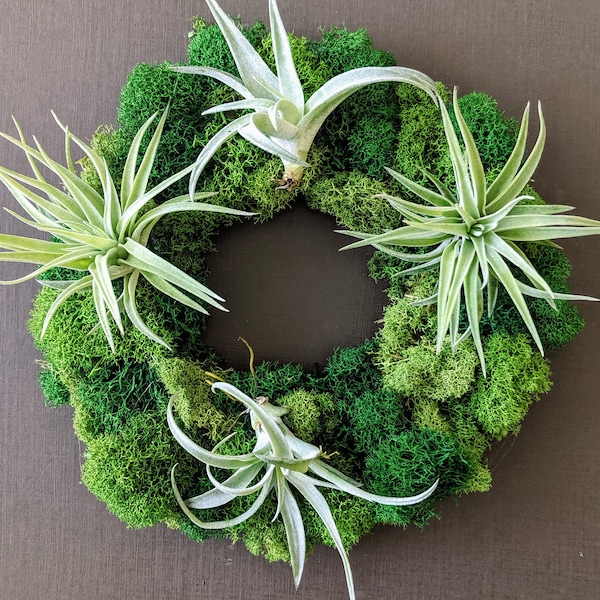 Air Plant Etsy