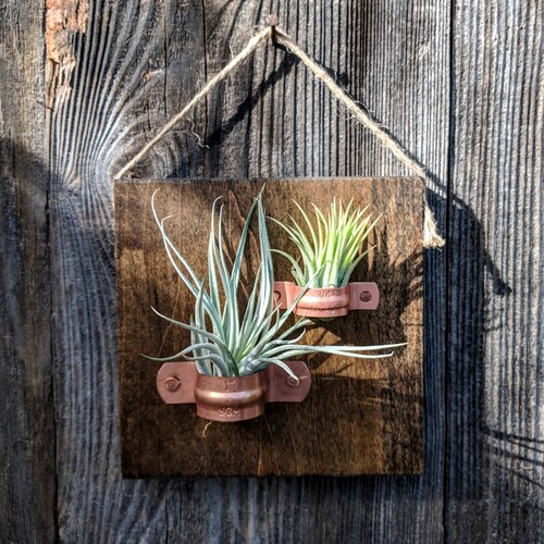 Hanging Wood Air Plant Plaque With Copper Holders Without Etsy