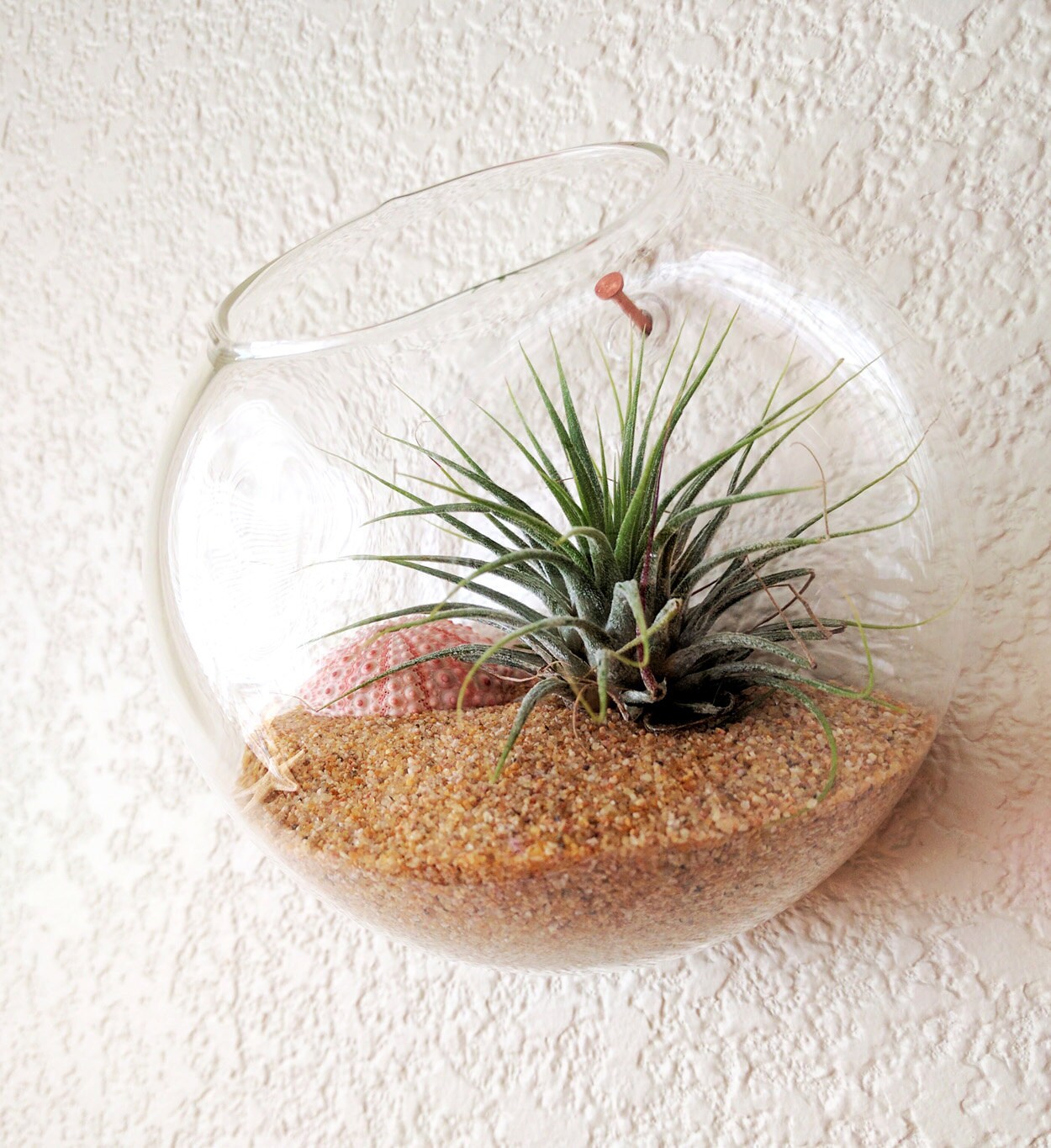 Wall Mounted Handblown Glass Globe Air Plant Terrarium Kit Etsy