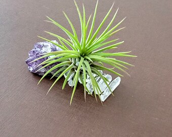 Quartz Crystal and Amethyst Cluster Tabletop Air Plant Holder - Air Plant included