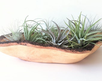 Carved Wood Bowl filled with a variety of Air Plants, 12 healthy plants!