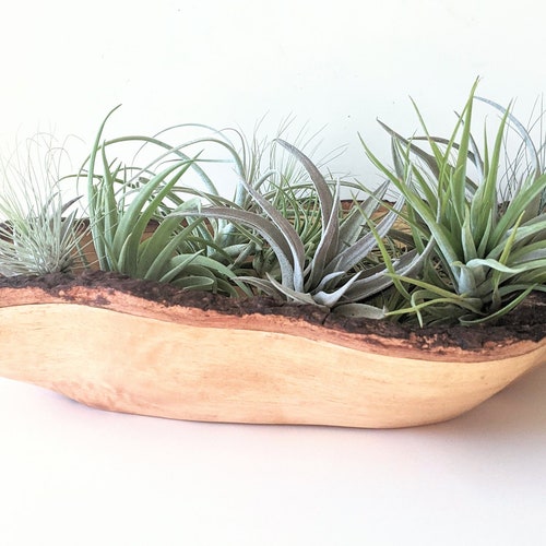 Carved Wood Bowl filled with a variety of Air Plants, high quality 12 healthy plants!