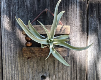 Small Hanging Wood & Suede Air Plant Holder with Large Air Plant, Copper Nail included