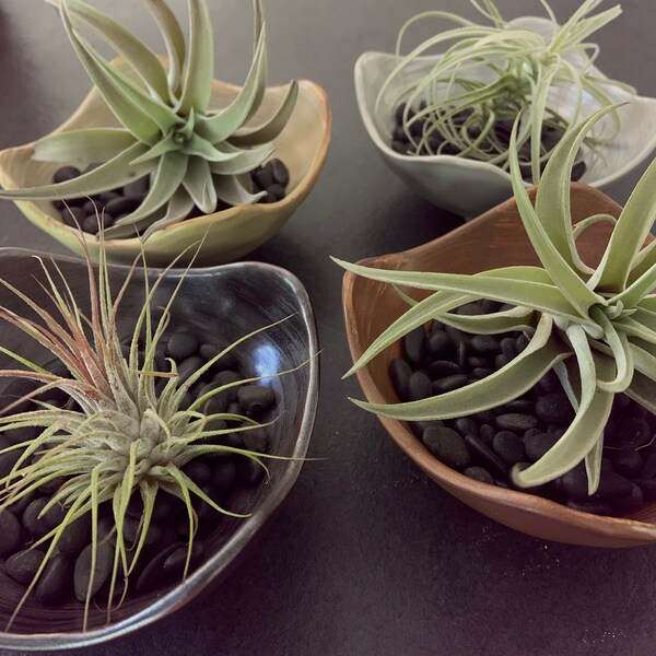 Air Plant Containers Etsy