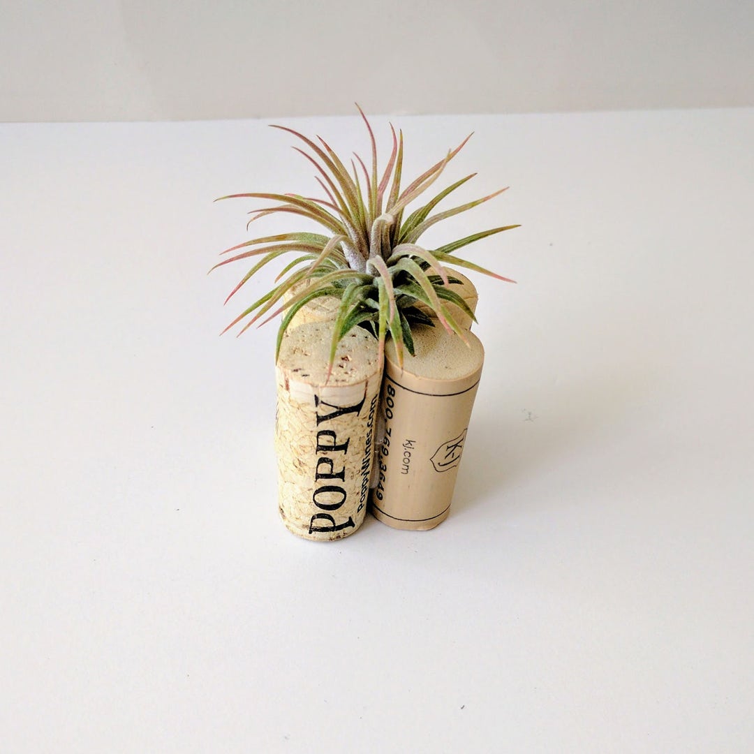 Cork Air Plant Holder for the Wine Lover Etsy