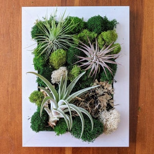 Air Plant Frame with Three Air Plants Moss and Lichen White