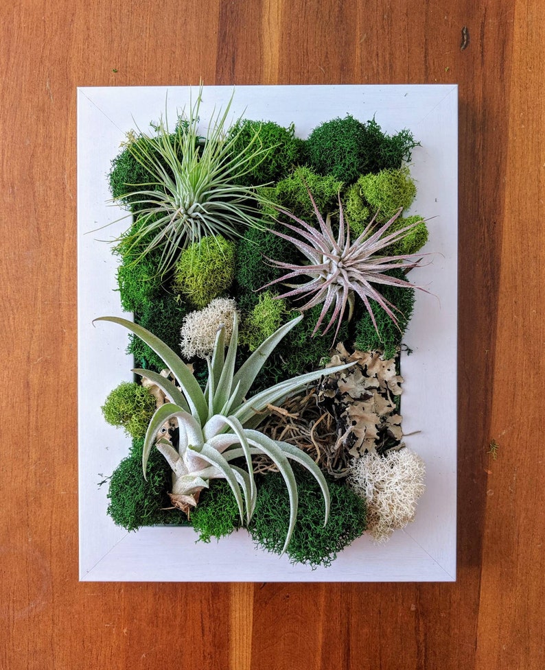 Air Plant Frame with Three Air Plants Moss and Lichen White