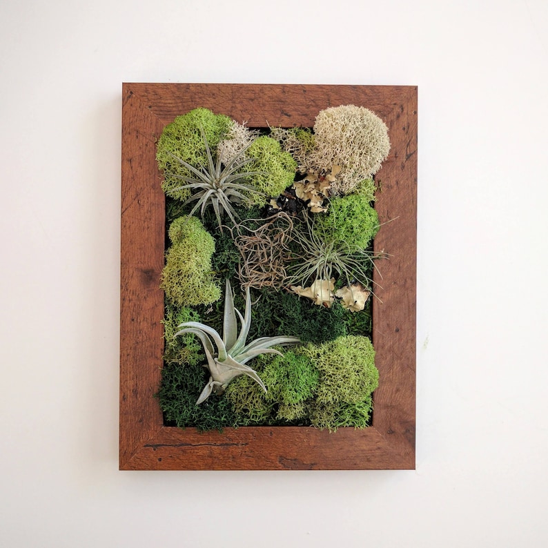 Framed Desktop Garden with Three Air Plants Reindeer Moss and Lichen 5x7 inches
