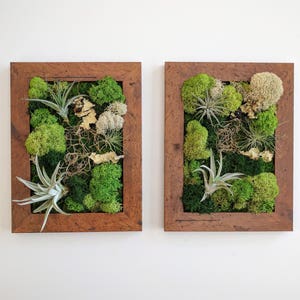 Air Plant Frame with Three Air Plants Moss and Lichen image 9