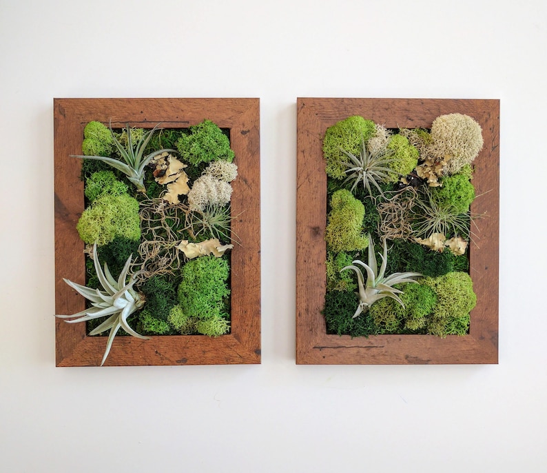 Framed Desktop Garden with Three Air Plants Reindeer Moss and Lichen 5x7 inches