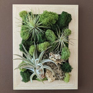 Air Plant Frame with Three Air Plants Moss and Lichen Natural