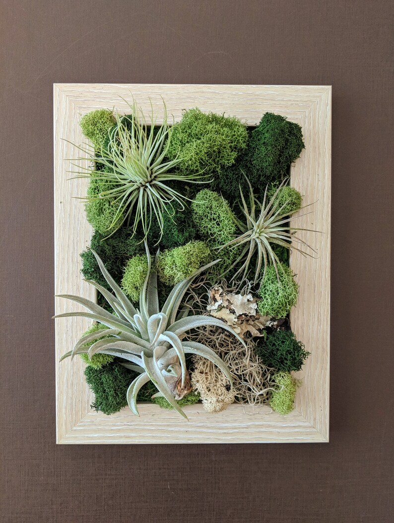 Air Plant Frame with Three Air Plants Moss and Lichen Natural