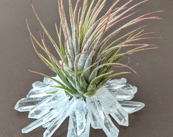 Quartz Crystal Point Tabletop Air Plant Holder - Air Plant included
