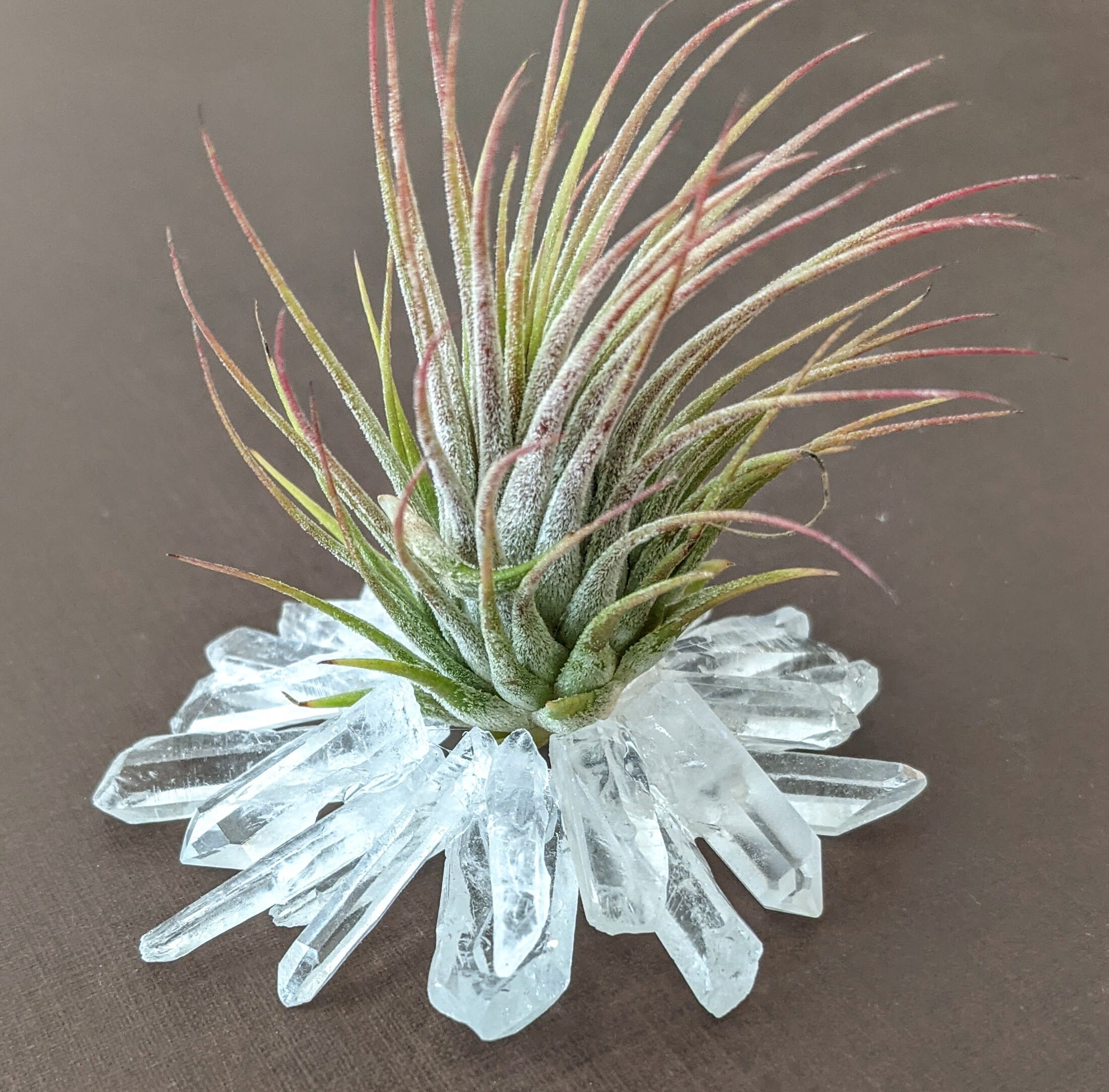 Quartz Crystal Point Tabletop Air Plant Holder - Air Plant included