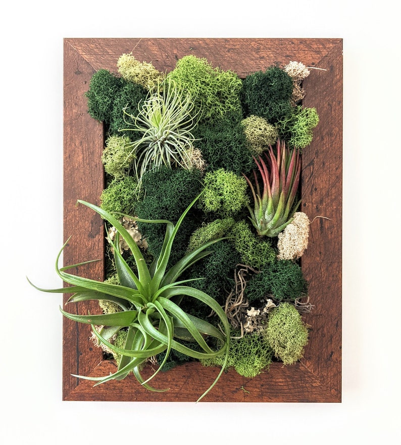 Air Plant Frame with Three Air Plants Moss and Lichen Warm Maple