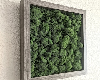 Moss Wall - Green Reindeer Moss in a Sturdy Shadowbox 2 sizes and 5 frame color options