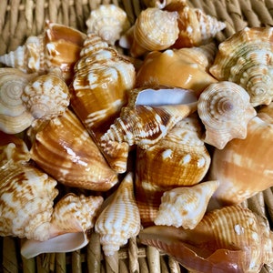 Juvenile Florida Fighting Conch Shells, sea shells, Florida sea shells, Sanibel sea shells