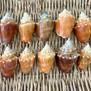 10 Florida Fighting Conch Shells, sea shells, Florida sea shells, Sanibel sea shells, craft shells
