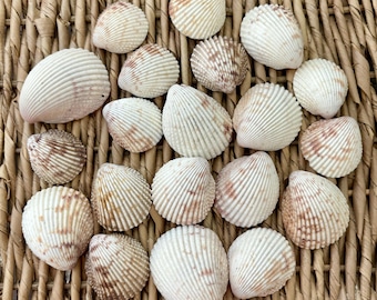 20 prickly cockle sea shells, Florida cockle sea shells, sea shells, Sanibel shells, craft shells, small craft shells
