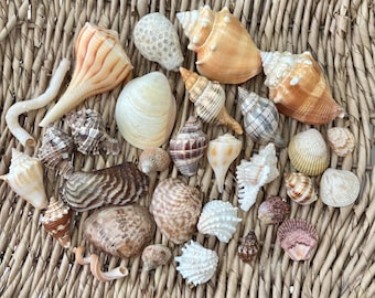 30 Mixed Sanibel shells, Florida sea shells, craft shells