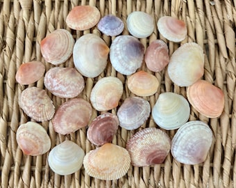 24 assorted semele & papercockle shells, Sanibel shells, Florida seashells, craft shells