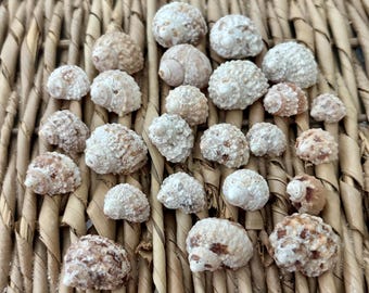 25 chestnut turban shells, turban shells, Sanibel shells, Florida seashells, craft shells, small craft shells