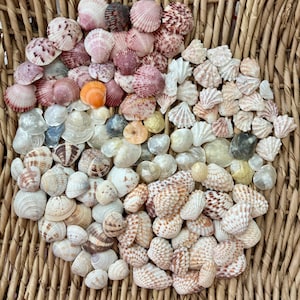 May include: A collection of assorted seashells in various shapes, sizes, and colors, including shades of pink, white, brown, and orange, featuring ribbed textures and smooth surfaces, displayed in a woven wicker basket.