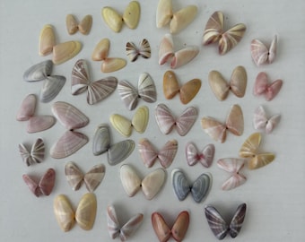 35 coquina shell PAIRS, Sanibel shells, Florida coquina shells, craft shells, small craft shells