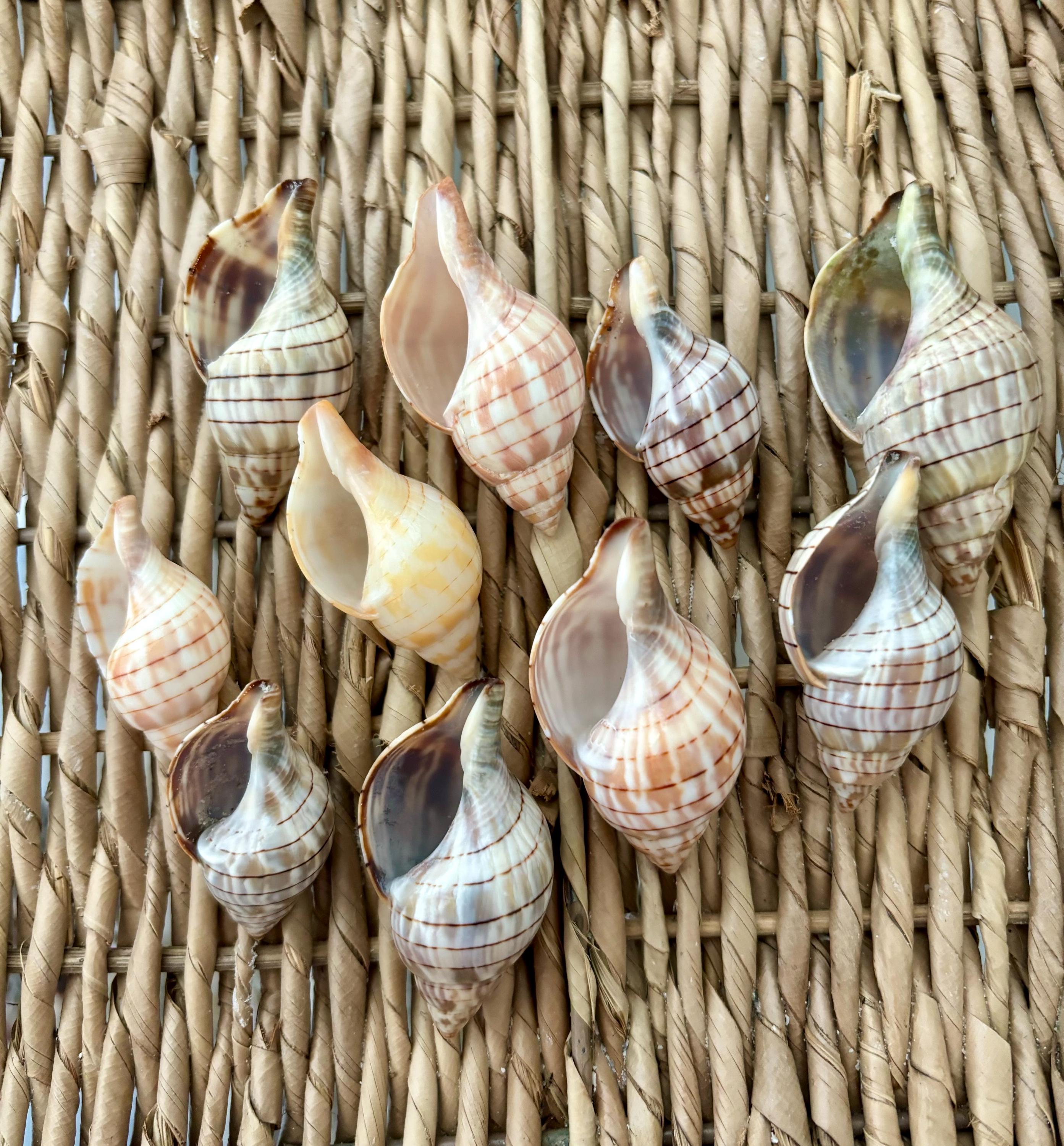 10 Banded Tulip Shells, Sea Shells, Florida Sea Shells, Sanibel Sea ...