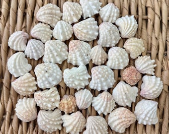 35 small jewel box shells, sea shells, Florida sea shells, Sanibel sea shells, craft shells