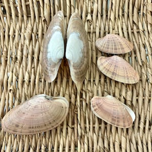 May include: An assortment of seashells in various sizes and shapes, with a range of colors from beige to brown, and white accents. The shells are arranged on a woven, light brown surface.