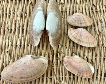5 Sunray Venus clam shell pairs, Sanibel shells, Florida shells, craft shells