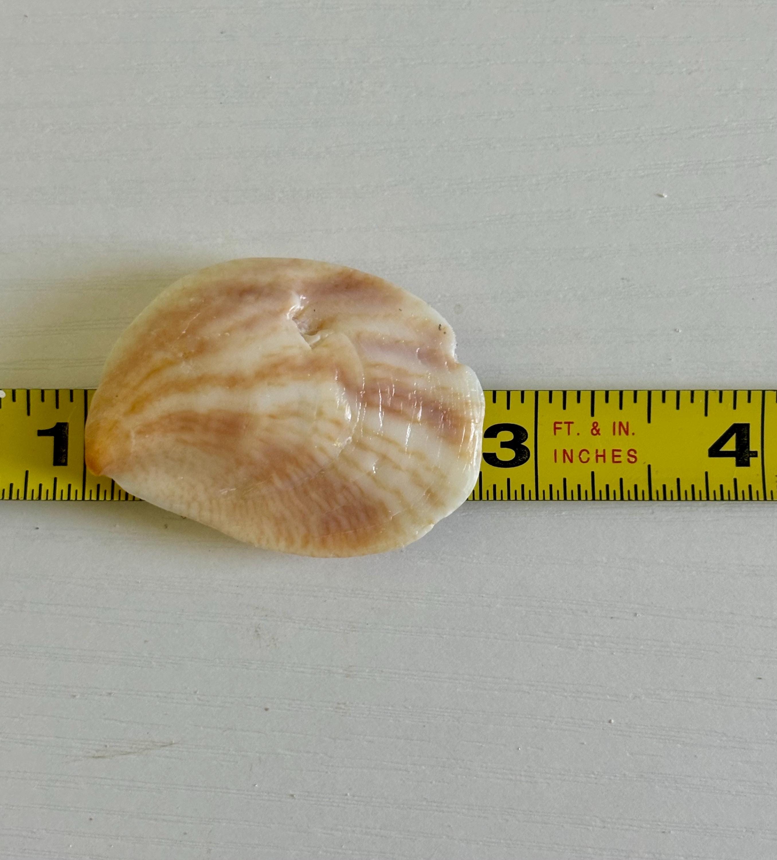 Slipper Shell Hs Code 25+ Slipper Shells, Sanibel Shells, Florida Shells, Craft Shells - Etsy