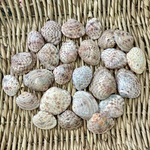 25 conchas de almejas Calico, conchas marinas, conchas marinas de Florida, conchas marinas de Sanibel, conchas para artesanía