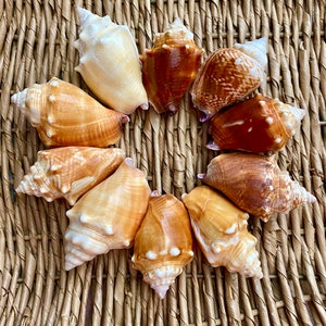 Florida Fighting Conch Shells, sea shells, Florida sea shells, Sanibel sea shells