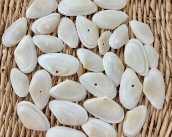 30 Alternate Tellin Shells, Sanibel Island, Natural Craft Shells (1.25-2 inch)