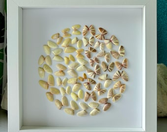 Framed coquina shells, Sanibel seashells, Florida seashells, framed shells