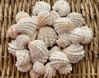25 Spiny jewel box sea shells, jewel box shells, Sanibel sea shells, Florida sea shells, craft shells