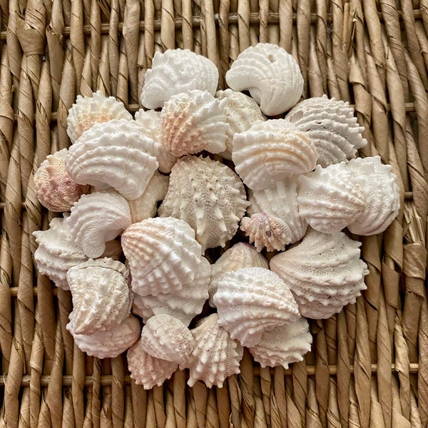 Spiny jewel box sea shells, jewel box shells, Sanibel sea shells, Florida sea shells