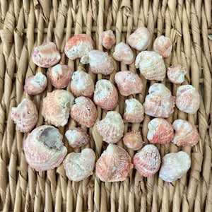May include: A collection of small, naturally textured seashells in shades of pale pink, peach, and white. The shells feature varied spiral and ridged patterns, with some showing weathered surfaces and irregular edges, scattered across a woven surface.