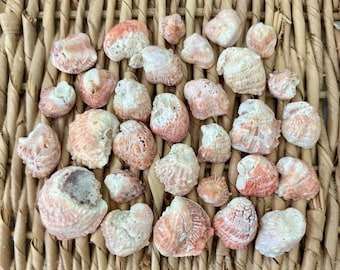 30 corrugate jewel box shells, sea shells, Florida sea shells, Sanibel sea shells, craft shells