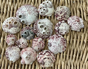 15 scallops with barnacles, Sanibel shells, Florida seashells, craft shells