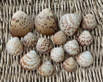 15 Atlantic cockle sea shells, Florida cockle sea shells, sea shells, Sanibel shells, craft shells