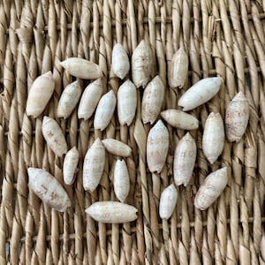 May include: A collection of small, elongated olive shells scattered across the frame. Each shell features a smooth, glossy surface with a creamy off-white base color and subtle, light brown mottled patterns or streaks running along their length.