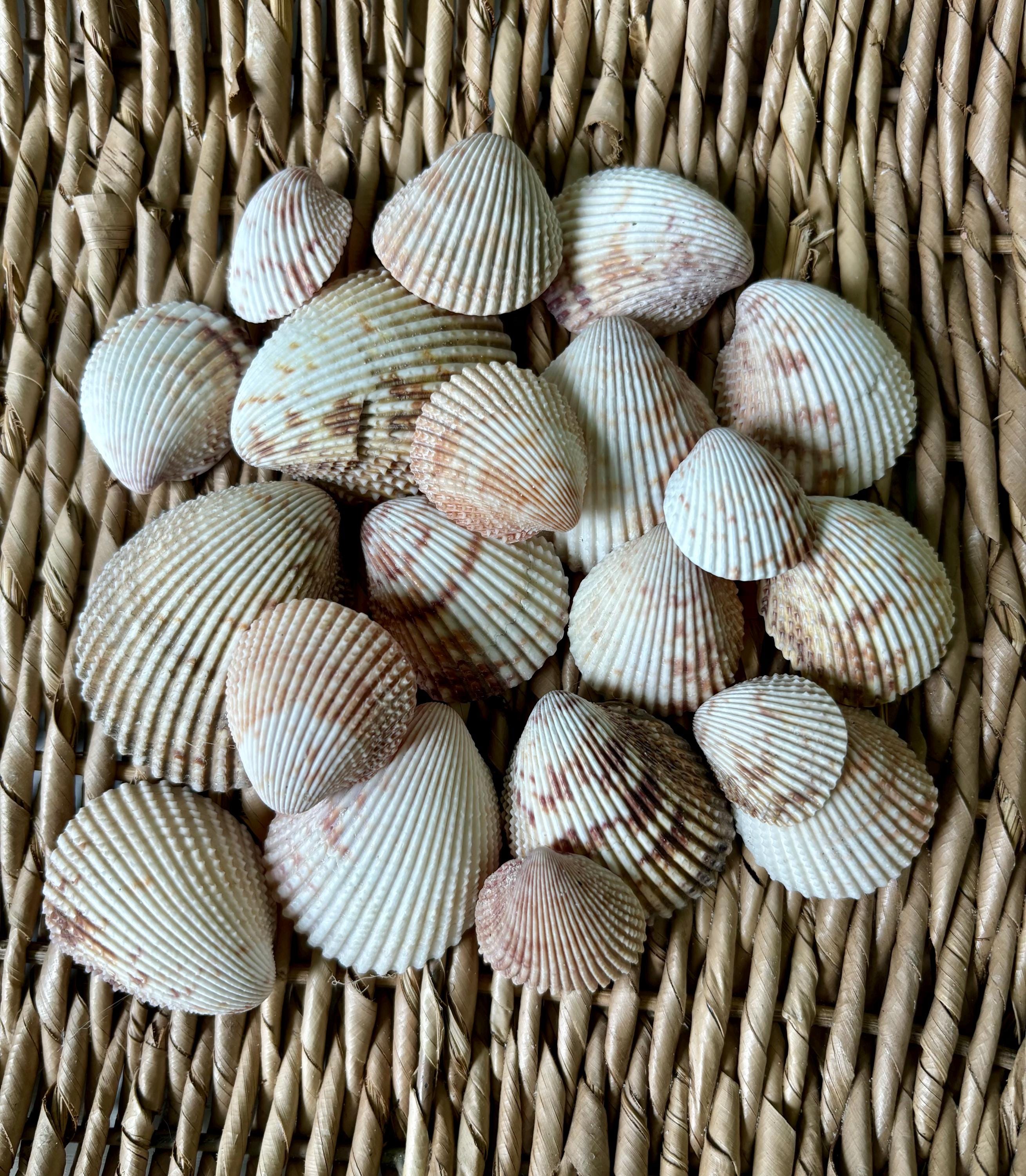 20 prickly cockle sea shells, Florida cockle sea shells, sea shells, Sanibel shells, craft shells, small craft shells
