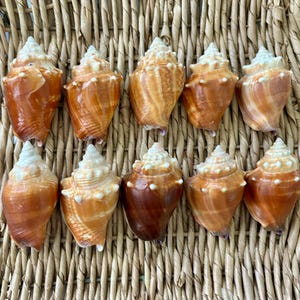 10 Florida Fighting Conch Shells, sea shells, Florida sea shells, Sanibel sea shells, craft shells